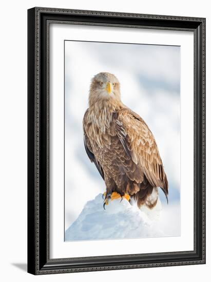 Snow Hawk-Howard Ruby-Framed Photographic Print