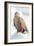 Snow Hawk-Howard Ruby-Framed Photographic Print