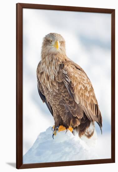 Snow Hawk-Howard Ruby-Framed Premium Photographic Print