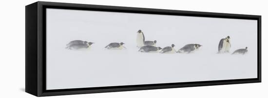 Snow Hill, Antarctica. Colony of Emperor Penguins in Snow-Janet Muir-Framed Premier Image Canvas