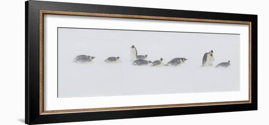 Snow Hill, Antarctica. Colony of Emperor Penguins in Snow-Janet Muir-Framed Photographic Print