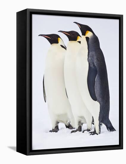 Snow Hill, Antarctica. Three Emperor Penguins Standing Tall-Janet Muir-Framed Premier Image Canvas