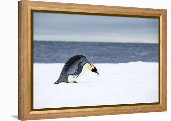 Snow Hill Island, Antarctic. Emperor Penguin about to toboggan.-Dee Ann Pederson-Framed Premier Image Canvas