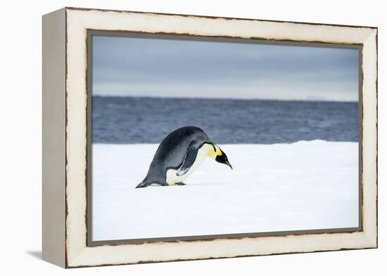 Snow Hill Island, Antarctic. Emperor Penguin about to toboggan.-Dee Ann Pederson-Framed Premier Image Canvas