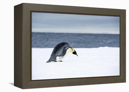 Snow Hill Island, Antarctic. Emperor Penguin about to toboggan.-Dee Ann Pederson-Framed Premier Image Canvas