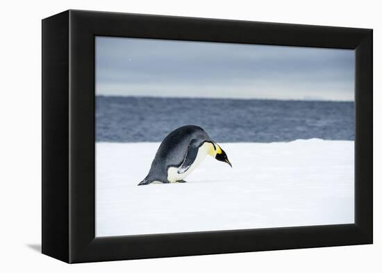 Snow Hill Island, Antarctic. Emperor Penguin about to toboggan.-Dee Ann Pederson-Framed Premier Image Canvas