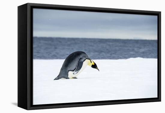 Snow Hill Island, Antarctic. Emperor Penguin about to toboggan.-Dee Ann Pederson-Framed Premier Image Canvas