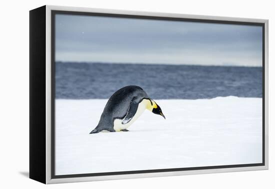 Snow Hill Island, Antarctic. Emperor Penguin about to toboggan.-Dee Ann Pederson-Framed Premier Image Canvas