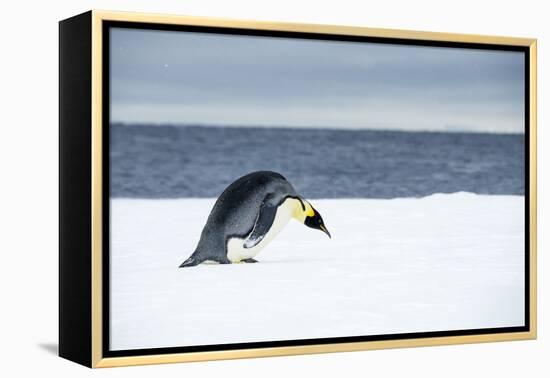 Snow Hill Island, Antarctic. Emperor Penguin about to toboggan.-Dee Ann Pederson-Framed Premier Image Canvas