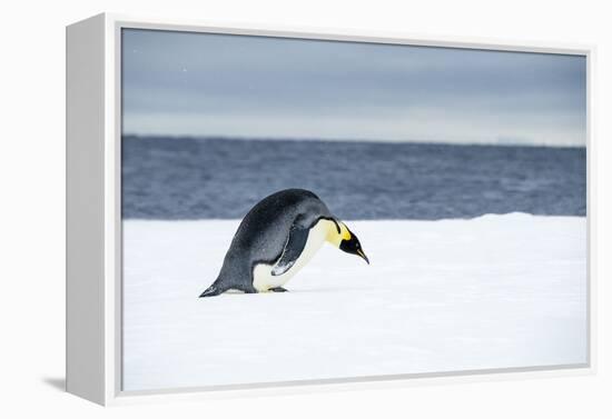 Snow Hill Island, Antarctic. Emperor Penguin about to toboggan.-Dee Ann Pederson-Framed Premier Image Canvas