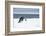 Snow Hill Island, Antarctic. Emperor Penguin about to toboggan.-Dee Ann Pederson-Framed Photographic Print