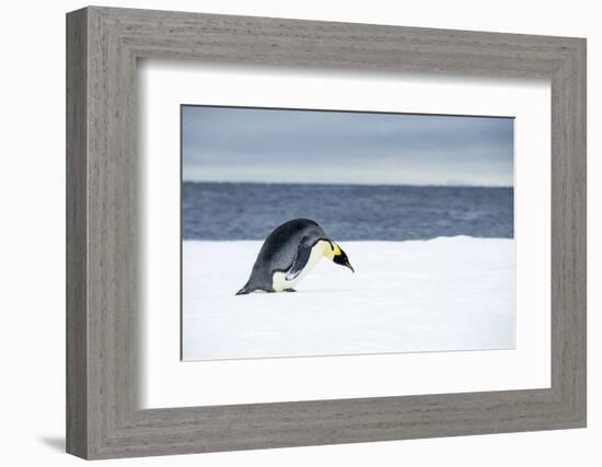 Snow Hill Island, Antarctic. Emperor Penguin about to toboggan.-Dee Ann Pederson-Framed Photographic Print