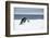 Snow Hill Island, Antarctic. Emperor Penguin about to toboggan.-Dee Ann Pederson-Framed Photographic Print