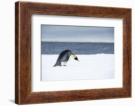 Snow Hill Island, Antarctic. Emperor Penguin about to toboggan.-Dee Ann Pederson-Framed Photographic Print