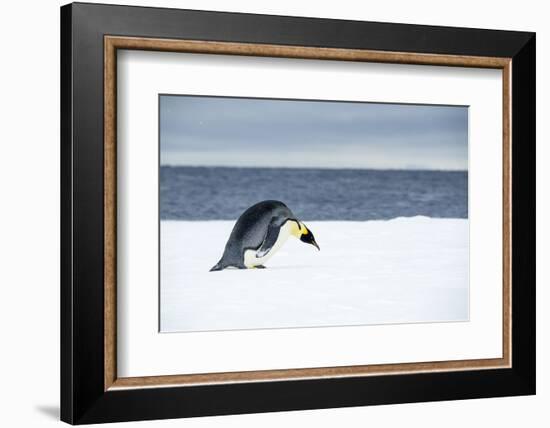 Snow Hill Island, Antarctic. Emperor Penguin about to toboggan.-Dee Ann Pederson-Framed Photographic Print