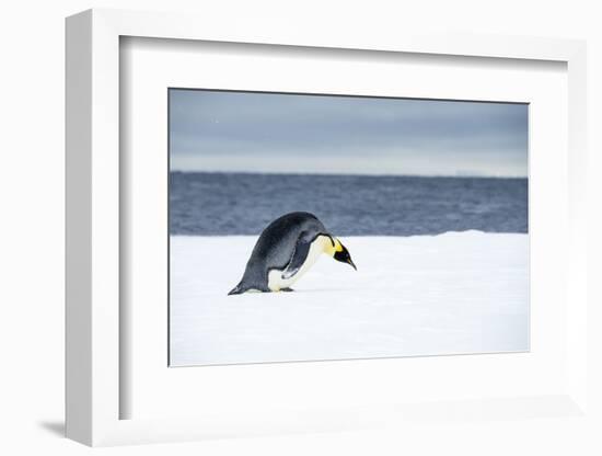 Snow Hill Island, Antarctic. Emperor Penguin about to toboggan.-Dee Ann Pederson-Framed Photographic Print