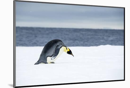 Snow Hill Island, Antarctic. Emperor Penguin about to toboggan.-Dee Ann Pederson-Mounted Photographic Print