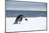 Snow Hill Island, Antarctic. Emperor Penguin about to toboggan.-Dee Ann Pederson-Mounted Photographic Print