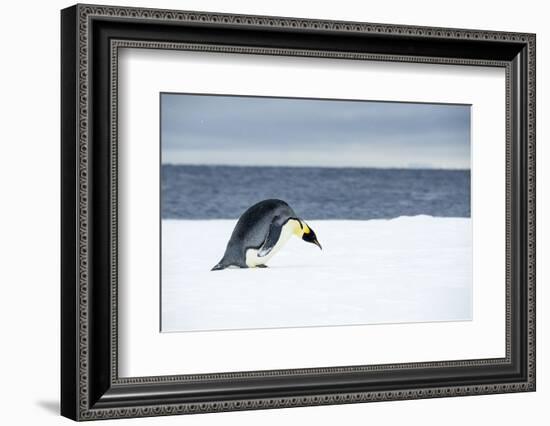 Snow Hill Island, Antarctic. Emperor Penguin about to toboggan.-Dee Ann Pederson-Framed Photographic Print