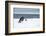 Snow Hill Island, Antarctic. Emperor Penguin about to toboggan.-Dee Ann Pederson-Framed Photographic Print