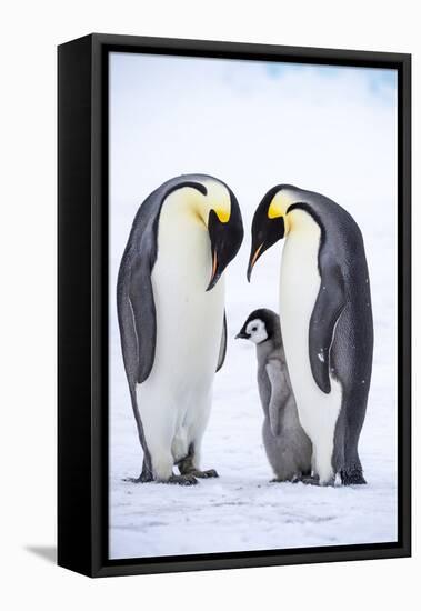 Snow Hill Island, Antarctica. A proud pair of emperor penguins nestling and bonding-Dee Ann Pederson-Framed Premier Image Canvas