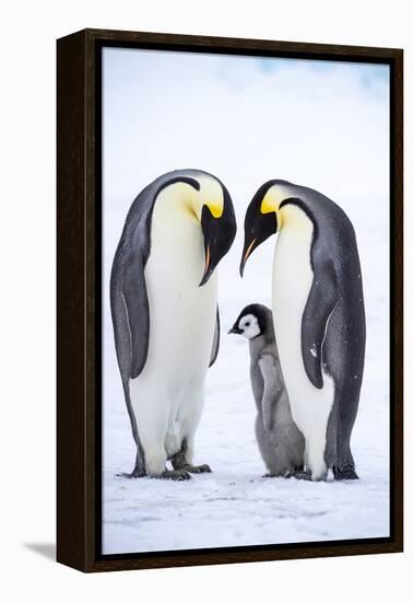 Snow Hill Island, Antarctica. A proud pair of emperor penguins nestling and bonding-Dee Ann Pederson-Framed Premier Image Canvas