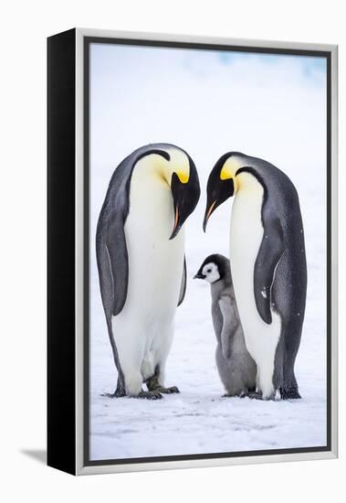 Snow Hill Island, Antarctica. A proud pair of emperor penguins nestling and bonding-Dee Ann Pederson-Framed Premier Image Canvas