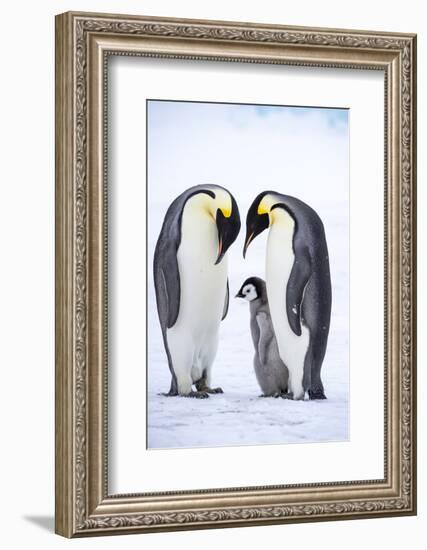 Snow Hill Island, Antarctica. A proud pair of emperor penguins nestling and bonding-Dee Ann Pederson-Framed Photographic Print