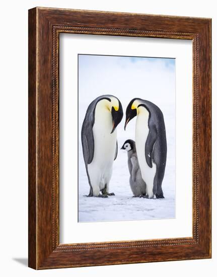 Snow Hill Island, Antarctica. A proud pair of emperor penguins nestling and bonding-Dee Ann Pederson-Framed Photographic Print