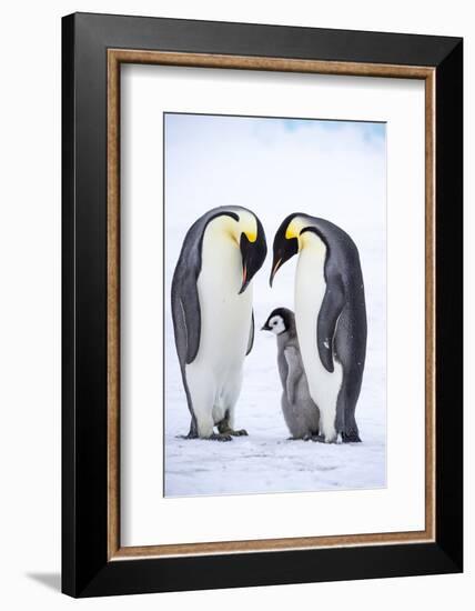 Snow Hill Island, Antarctica. A proud pair of emperor penguins nestling and bonding-Dee Ann Pederson-Framed Photographic Print