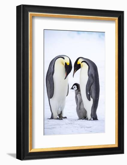 Snow Hill Island, Antarctica. A proud pair of emperor penguins nestling and bonding-Dee Ann Pederson-Framed Photographic Print