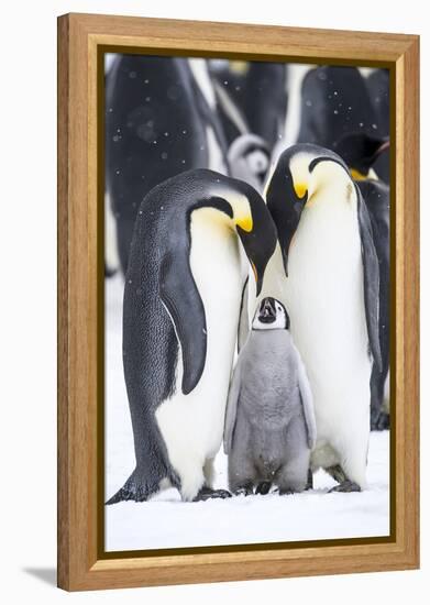 Snow Hill Island, Antarctica. A proud pair of emperor penguins nestling and bonding-Dee Ann Pederson-Framed Premier Image Canvas