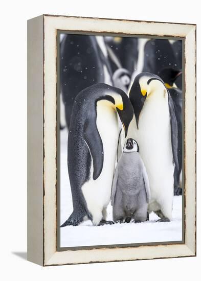 Snow Hill Island, Antarctica. A proud pair of emperor penguins nestling and bonding-Dee Ann Pederson-Framed Premier Image Canvas