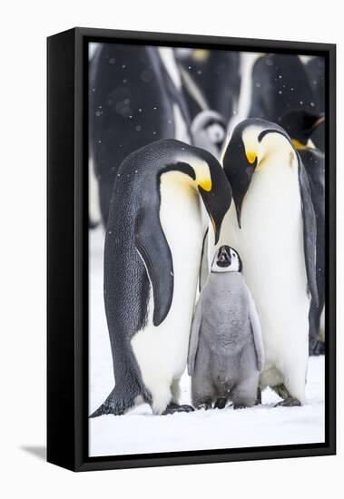 Snow Hill Island, Antarctica. A proud pair of emperor penguins nestling and bonding-Dee Ann Pederson-Framed Premier Image Canvas