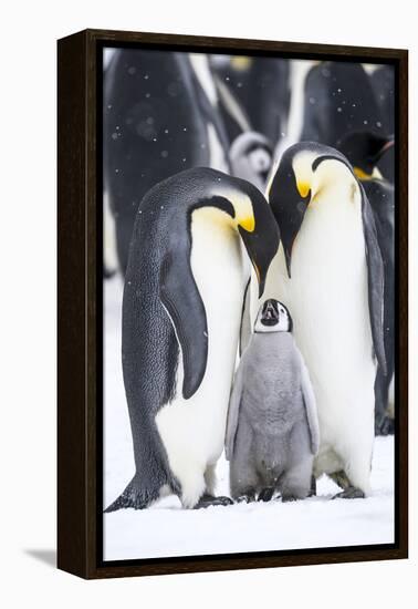Snow Hill Island, Antarctica. A proud pair of emperor penguins nestling and bonding-Dee Ann Pederson-Framed Premier Image Canvas