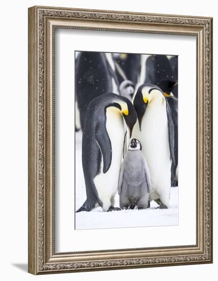 Snow Hill Island, Antarctica. A proud pair of emperor penguins nestling and bonding-Dee Ann Pederson-Framed Photographic Print