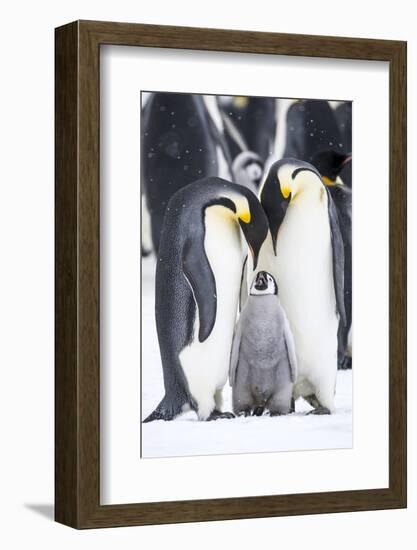 Snow Hill Island, Antarctica. A proud pair of emperor penguins nestling and bonding-Dee Ann Pederson-Framed Photographic Print