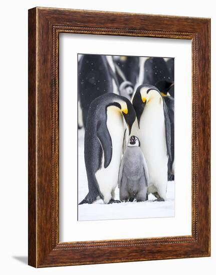 Snow Hill Island, Antarctica. A proud pair of emperor penguins nestling and bonding-Dee Ann Pederson-Framed Photographic Print