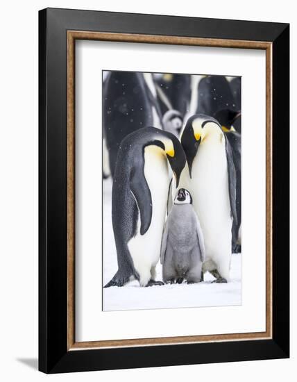 Snow Hill Island, Antarctica. A proud pair of emperor penguins nestling and bonding-Dee Ann Pederson-Framed Photographic Print