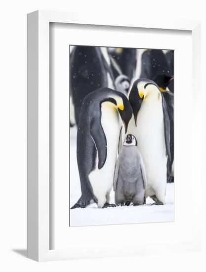 Snow Hill Island, Antarctica. A proud pair of emperor penguins nestling and bonding-Dee Ann Pederson-Framed Photographic Print