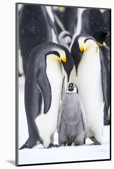 Snow Hill Island, Antarctica. A proud pair of emperor penguins nestling and bonding-Dee Ann Pederson-Mounted Photographic Print