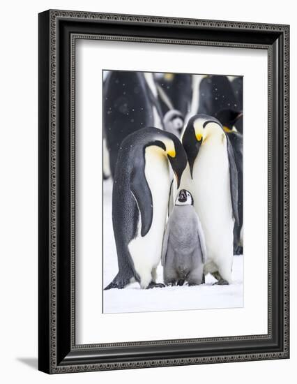 Snow Hill Island, Antarctica. A proud pair of emperor penguins nestling and bonding-Dee Ann Pederson-Framed Photographic Print