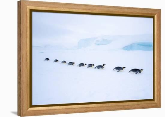 Snow Hill Island, Antarctica. Adult Emperor Penguin tobogganing in a line to save energy-Dee Ann Pederson-Framed Premier Image Canvas