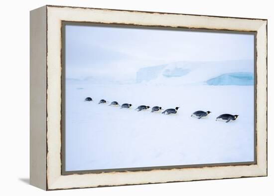 Snow Hill Island, Antarctica. Adult Emperor Penguin tobogganing in a line to save energy-Dee Ann Pederson-Framed Premier Image Canvas