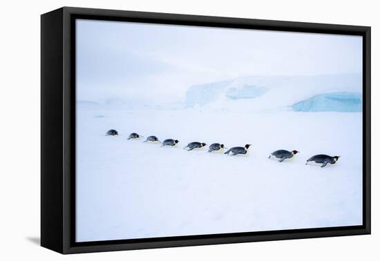 Snow Hill Island, Antarctica. Adult Emperor Penguin tobogganing in a line to save energy-Dee Ann Pederson-Framed Premier Image Canvas