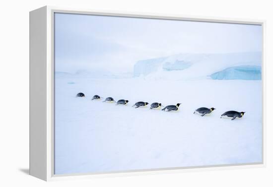 Snow Hill Island, Antarctica. Adult Emperor Penguin tobogganing in a line to save energy-Dee Ann Pederson-Framed Premier Image Canvas