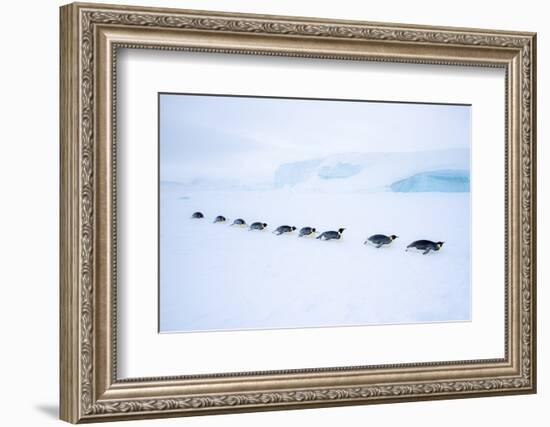 Snow Hill Island, Antarctica. Adult Emperor Penguin tobogganing in a line to save energy-Dee Ann Pederson-Framed Photographic Print