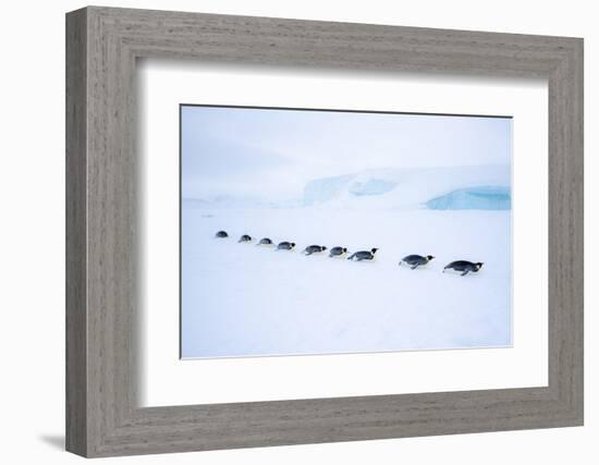 Snow Hill Island, Antarctica. Adult Emperor Penguin tobogganing in a line to save energy-Dee Ann Pederson-Framed Photographic Print