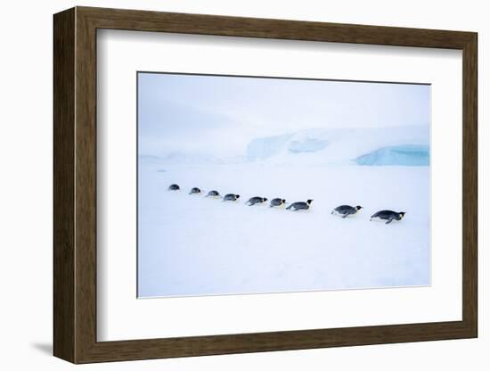 Snow Hill Island, Antarctica. Adult Emperor Penguin tobogganing in a line to save energy-Dee Ann Pederson-Framed Photographic Print