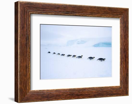 Snow Hill Island, Antarctica. Adult Emperor Penguin tobogganing in a line to save energy-Dee Ann Pederson-Framed Photographic Print